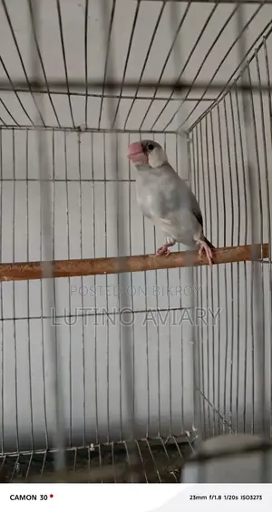 Java Finch (Master Pair)