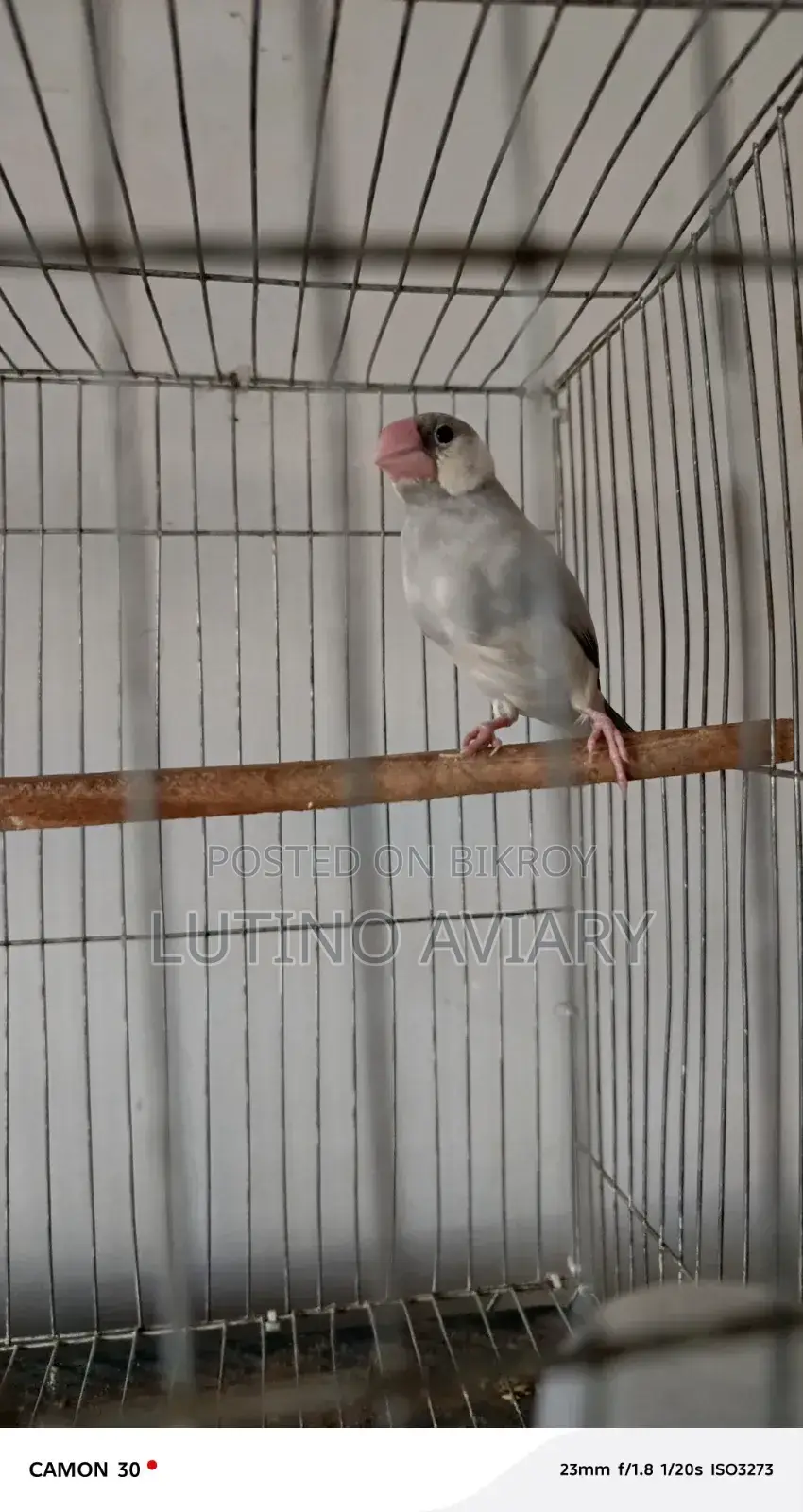 Java Finch (Master Pair)