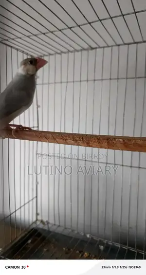 Java Finch (Master Pair)