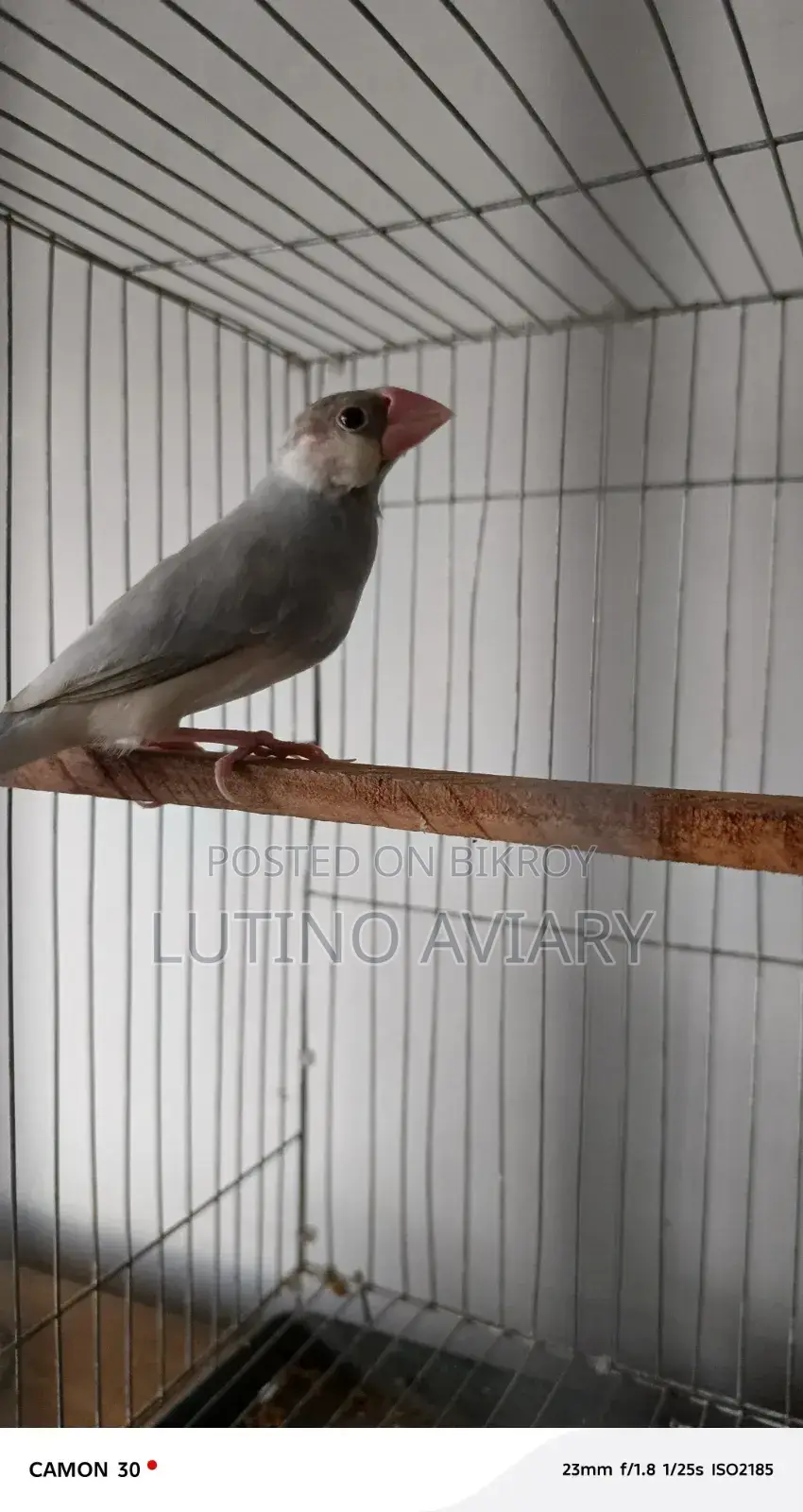 Java Finch (Master Pair)