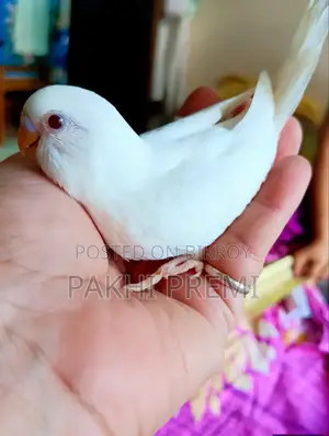 এলভিনো রেড আই বেবি