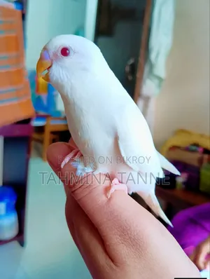 এলভিনো রেড আই বেবি