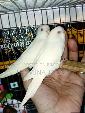 এলভিনো রেড আই বেবি