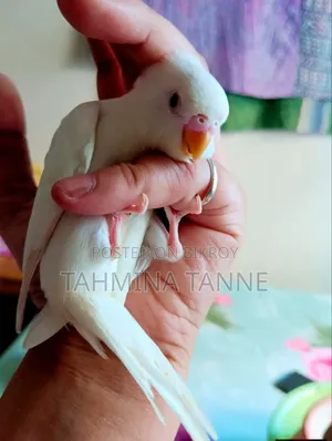 এলভিনো রেড আই বেবি