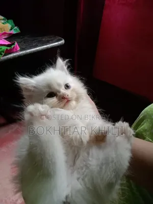 1-3 Months Female Purebred Persian