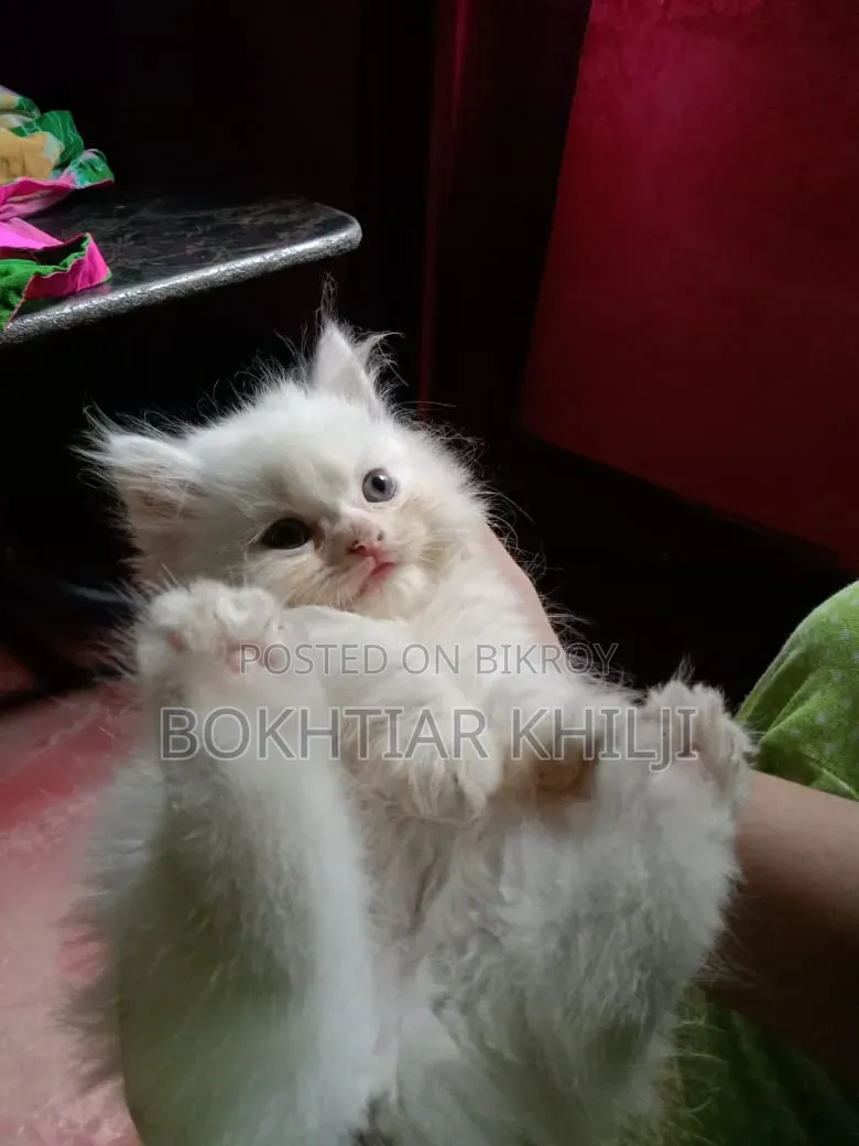 1-3 Months Female Purebred Persian