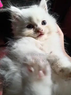 1-3 Months Female Purebred Persian
