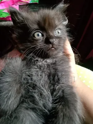 1-3 Months Female Purebred Persian