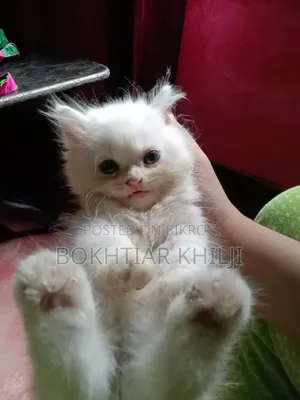 1-3 Months Female Purebred Persian