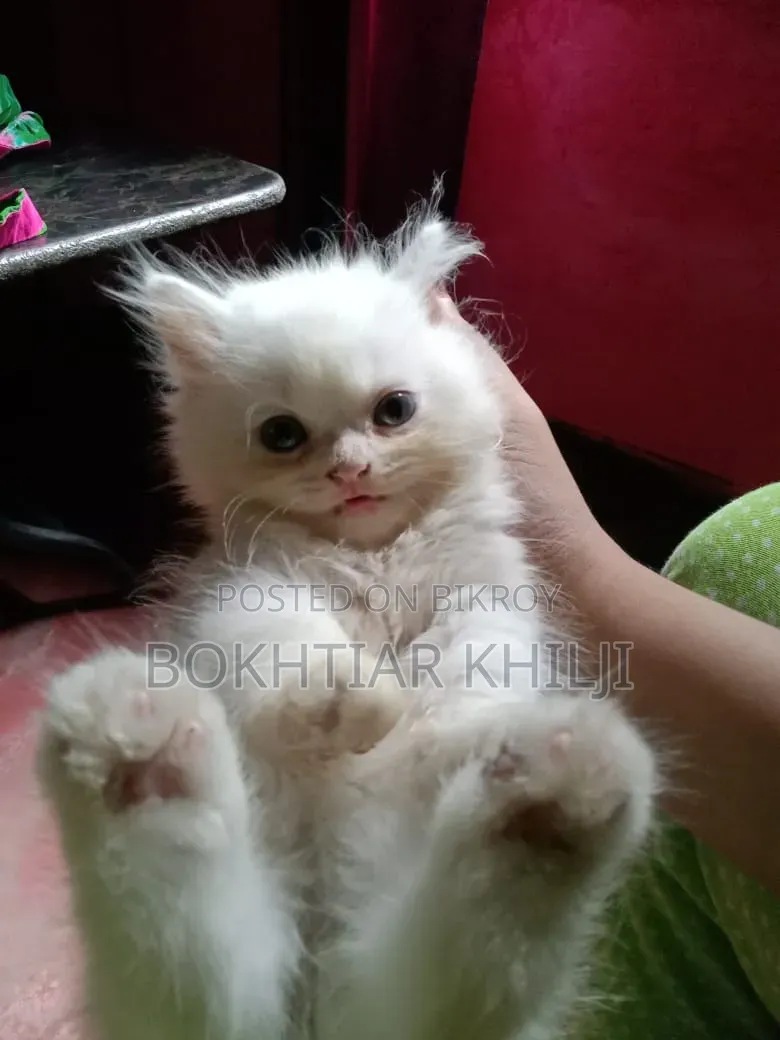 1-3 Months Female Purebred Persian