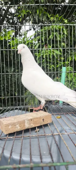 Khulna's Traditional Tulo Generation Giribaz Pigeon for Sale,