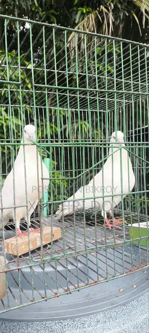 Khulna's Traditional Tulo Generation Giribaz Pigeon for Sale,