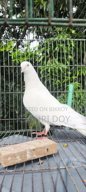 Khulna's Traditional Tulo Generation Giribaz Pigeon for Sale,