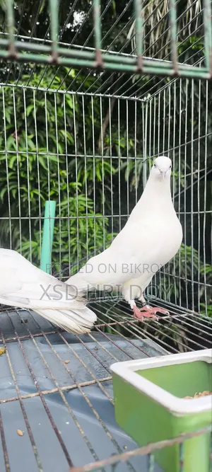 Khulna's Traditional Tulo Generation Giribaz Pigeon for Sale,