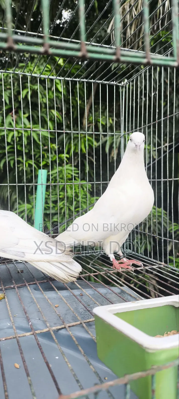 Khulna's Traditional Tulo Generation Giribaz Pigeon for Sale,