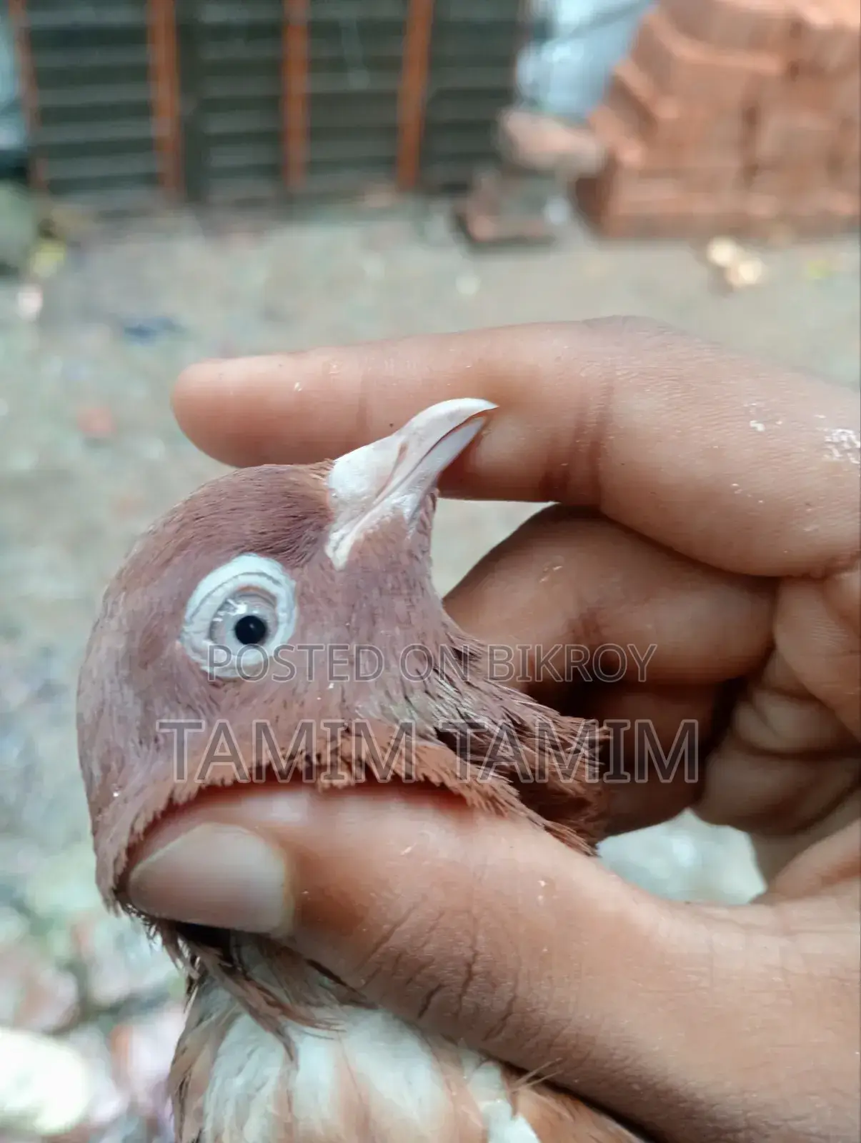 Red Sundari Racing Pigeon