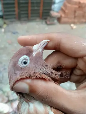 Red Sundari Racing Pigeon