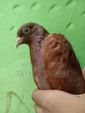 Red Sundari Racing Pigeon