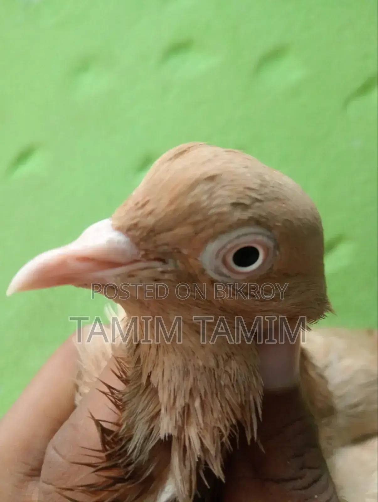 Gia Chulli Pigeon Male