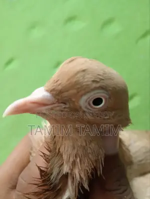 Gia Chulli Pigeon Male