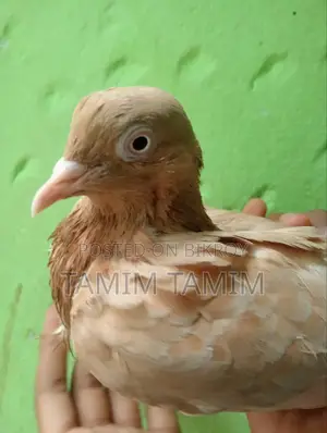 Gia Chulli Pigeon Male