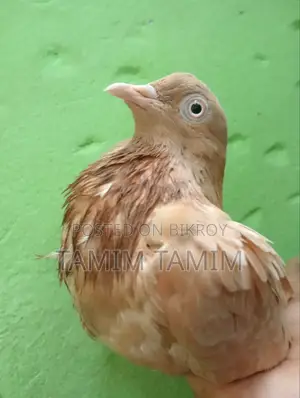 Gia Chulli Pigeon Male