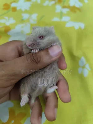 Teddyface Rare Red Eyes Dwarf Hamster (3 Months)