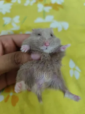 Teddyface Rare Red Eyes Dwarf Hamster (3 Months)