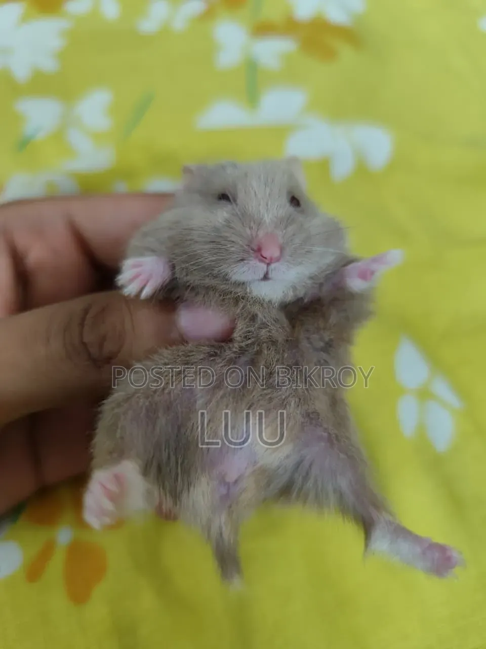 Teddyface Rare Red Eyes Dwarf Hamster (3 Months)