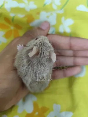 Teddyface Rare Red Eyes Dwarf Hamster (3 Months)