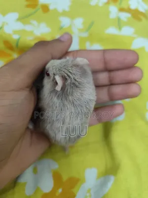 Teddyface Rare Red Eyes Dwarf Hamster (3 Months)