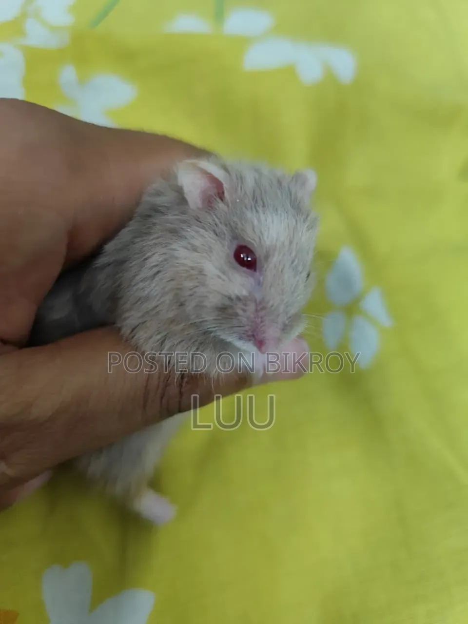 Teddyface Rare Red Eyes Dwarf Hamster (3 Months)