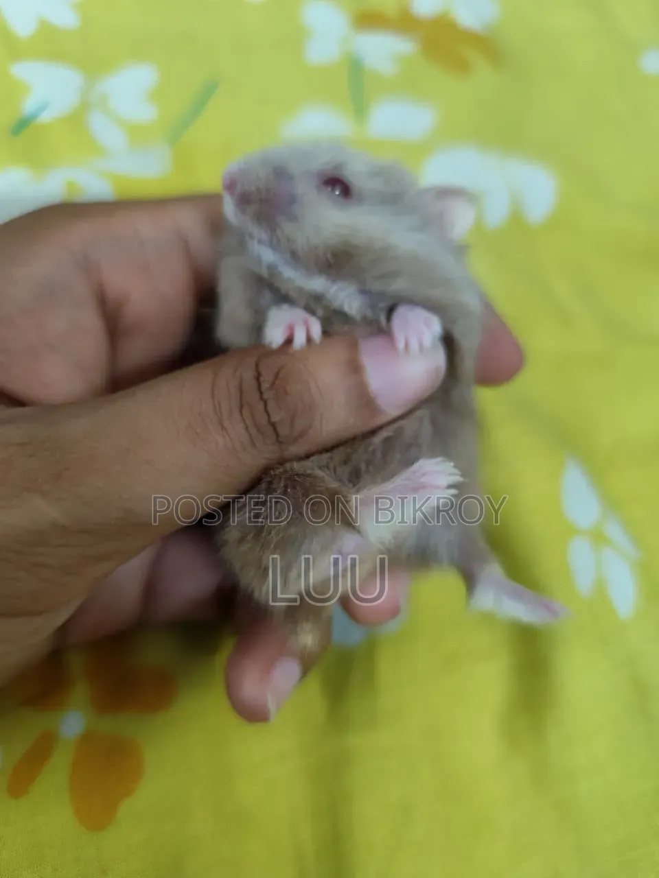 Teddyface Rare Red Eyes Dwarf Hamster (3 Months)