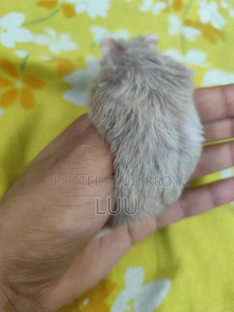 Teddyface Rare Red Eyes Dwarf Hamster (3 Months)