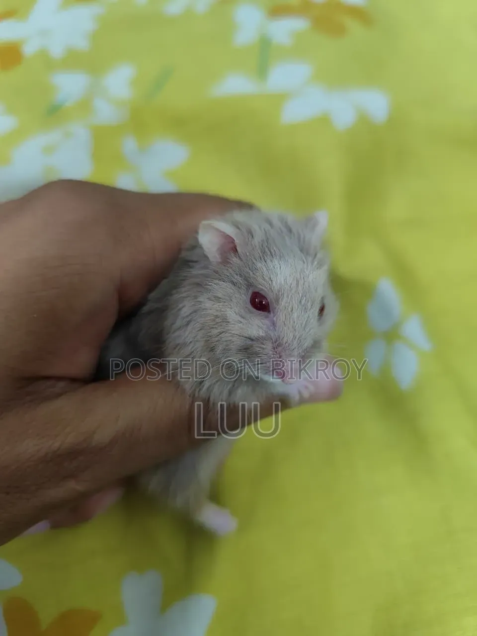 Teddyface Rare Red Eyes Dwarf Hamster (3 Months)