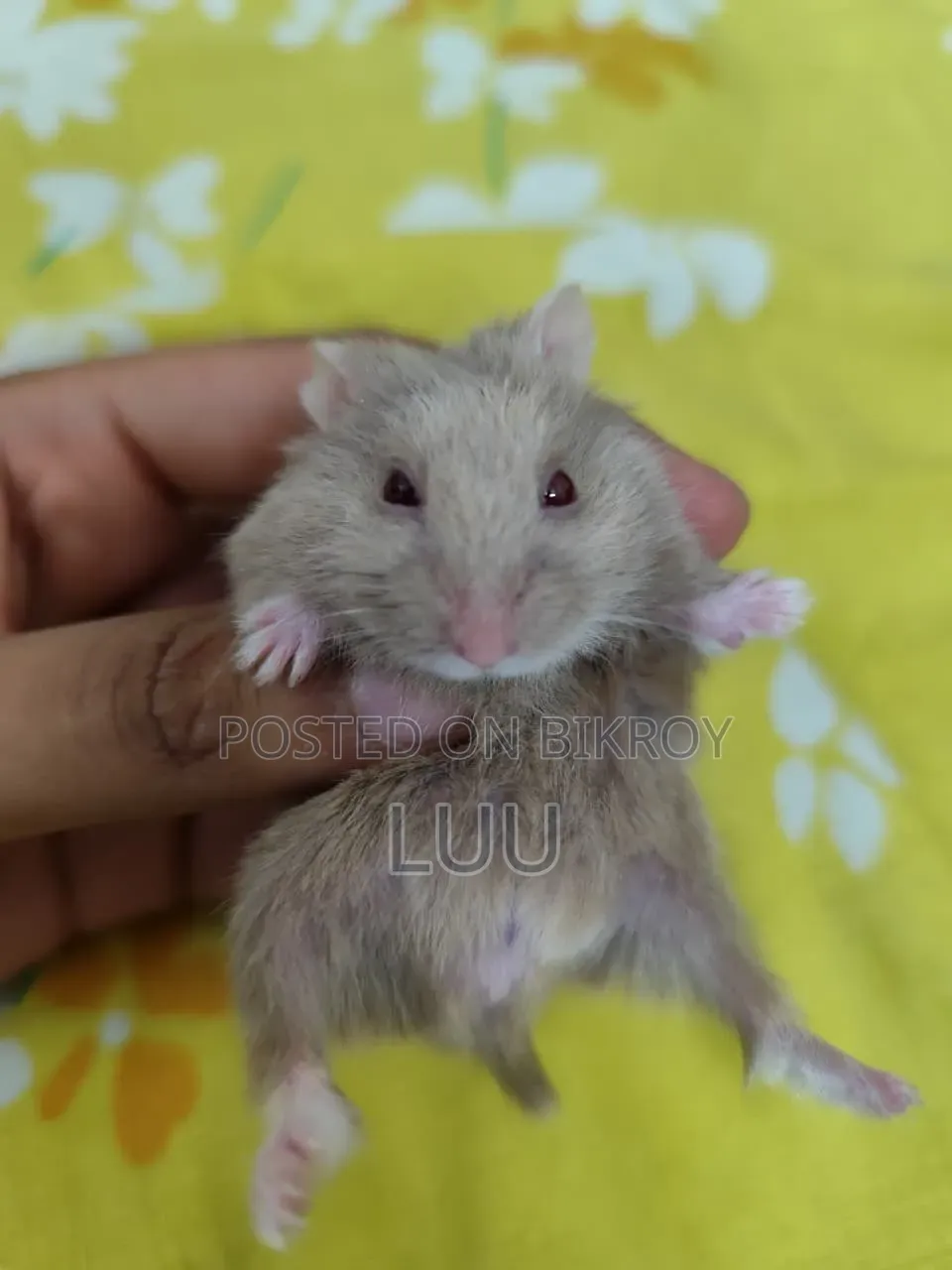 Teddyface Rare Red Eyes Dwarf Hamster (3 Months)