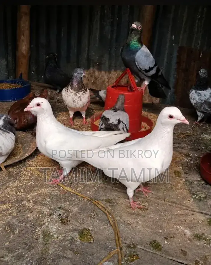 White Pigeon