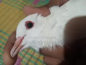 White Pigeon