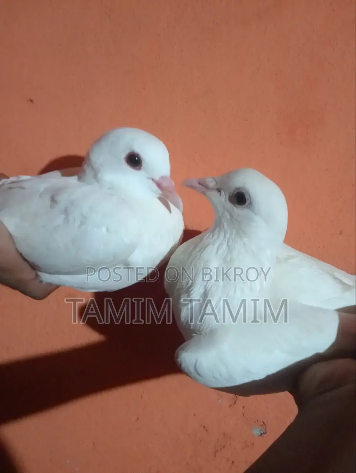 White Pigeon