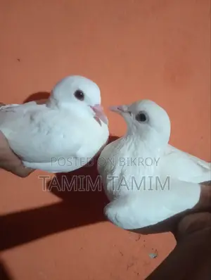 White Pigeon