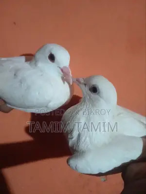 White Pigeon