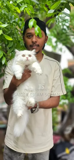 1-3 Months Female Purebred Persian