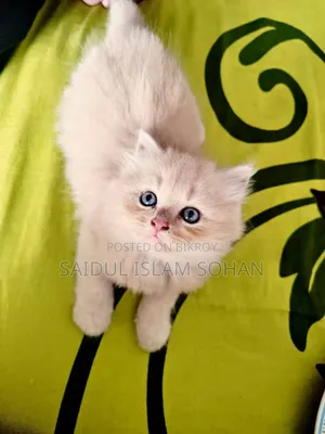 1-3 Months Female Purebred Persian