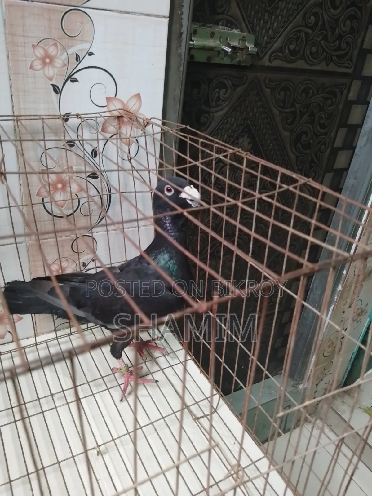 ব্লাক বিউটি নর