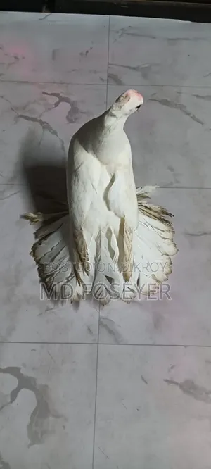 লক্খা কবুতর এর নর বাচ্চা