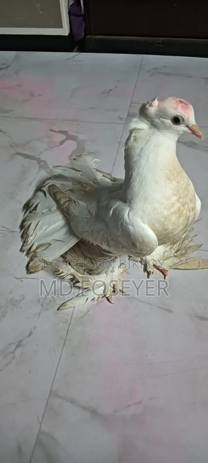 লক্খা কবুতর এর নর বাচ্চা