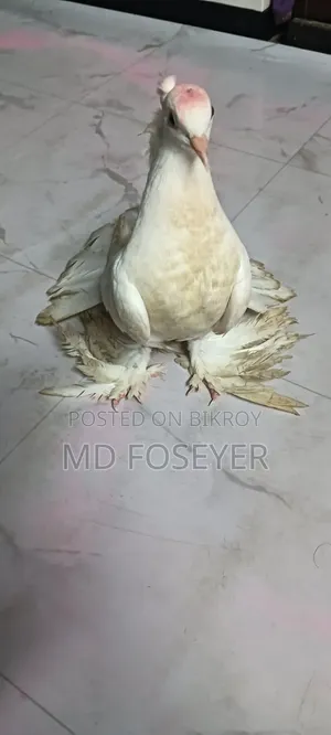 লক্খা কবুতর এর নর বাচ্চা
