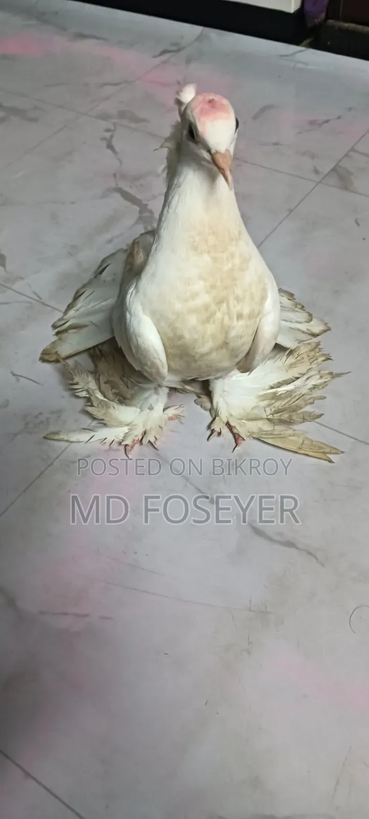লক্খা কবুতর এর নর বাচ্চা
