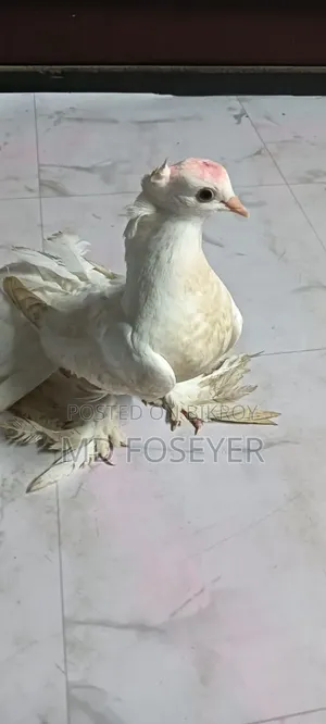 লক্খা কবুতর এর নর বাচ্চা