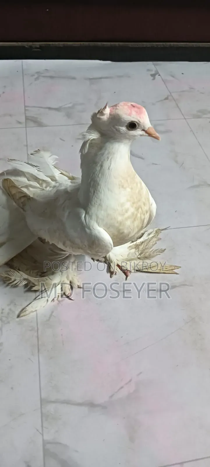 লক্খা কবুতর এর নর বাচ্চা